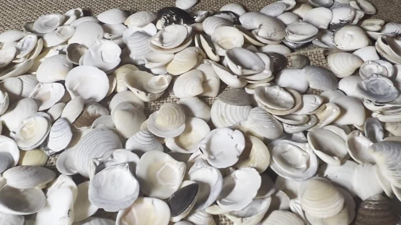 50 Mini Under One Inch Curled Clam Shells South Shore, Long Island XS Clam  Shells Coastal Theme Natural Shells Wedding Decor -  Sweden