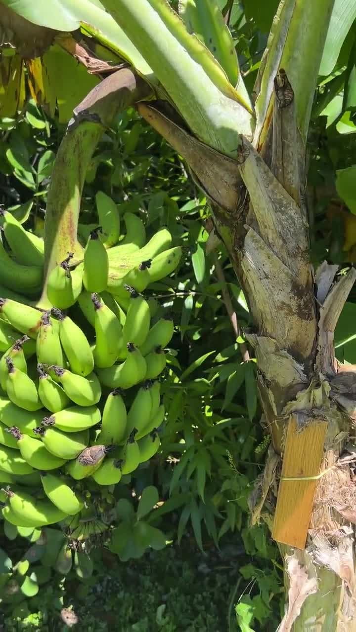 FRESH BANANA LEAVES ORGANIC COOKING TEXAS 2 POUNDS