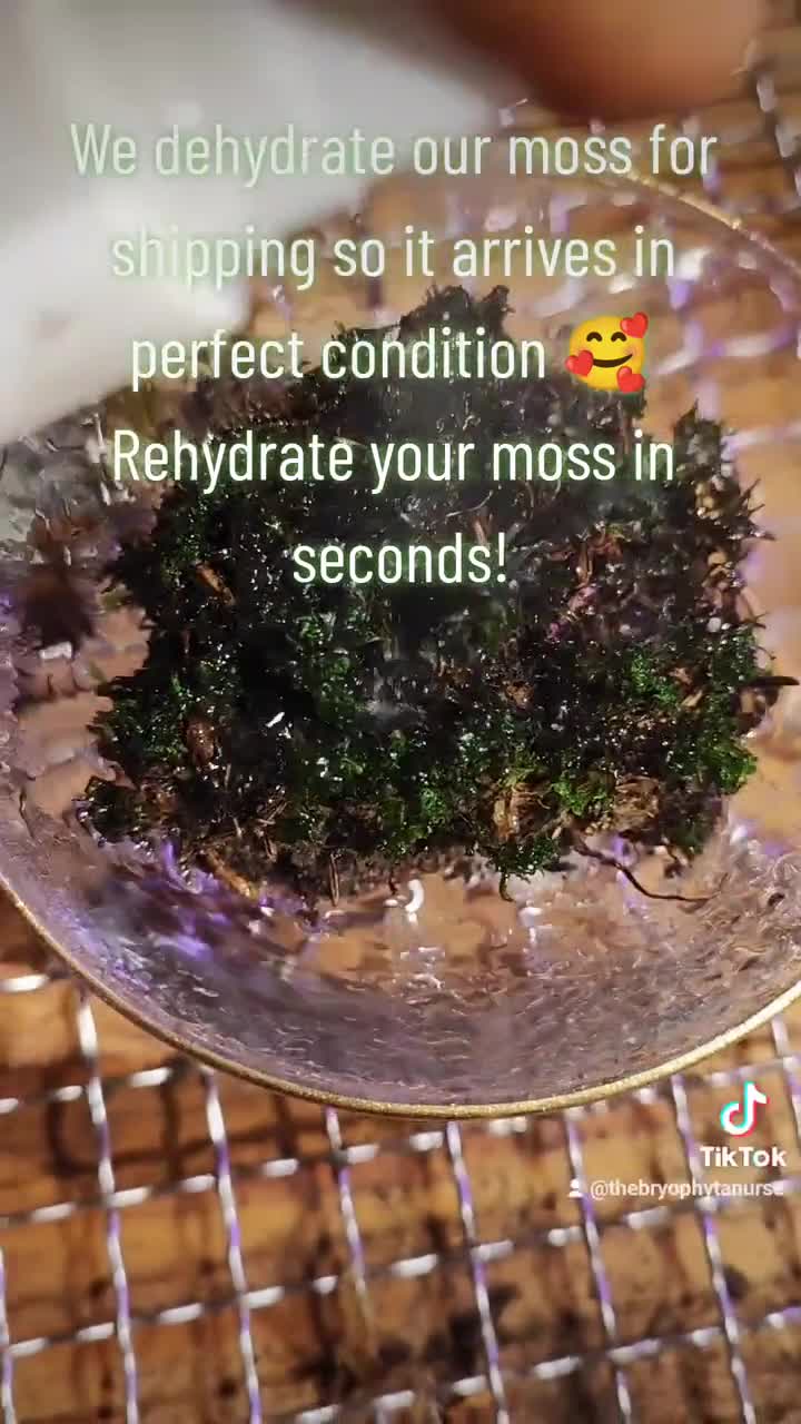 hello! (beginner moss enthusiast here) i bought some dried moss online and  would really love to grow it indoors, i removed any twigs or leaves that  came with it, rehydrated it and