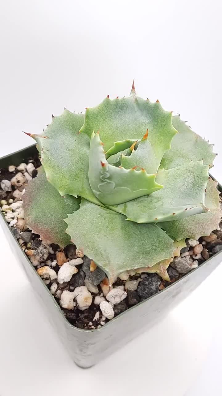 Agave Isthmensis | 3.5 inch | Miniature Agave | Terrarium Rare Plants |  Live Agave Plant