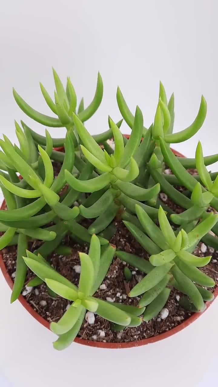 Mini Pine Tree Succulent - Crassula Tetragona - 4 inch