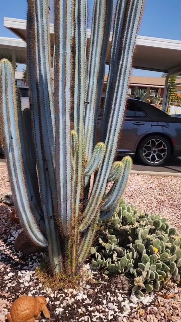アガベ Blue cactus Vivid Blue Torch Cactus: Pilocereus Azureus, Brazilian