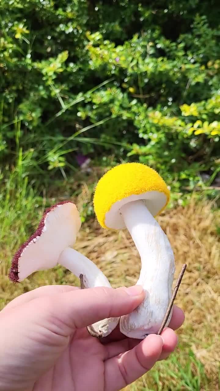 6 Yellow Brown Mushroom Artificial Fake Fairy Garden Mushrooms