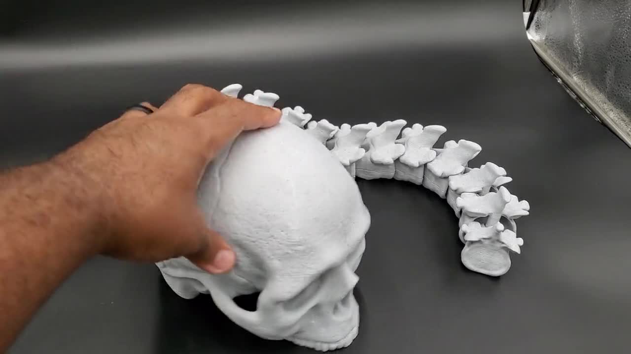 Life Size | 1:1 | Predator Trophy Skull & Spine | Articulated
