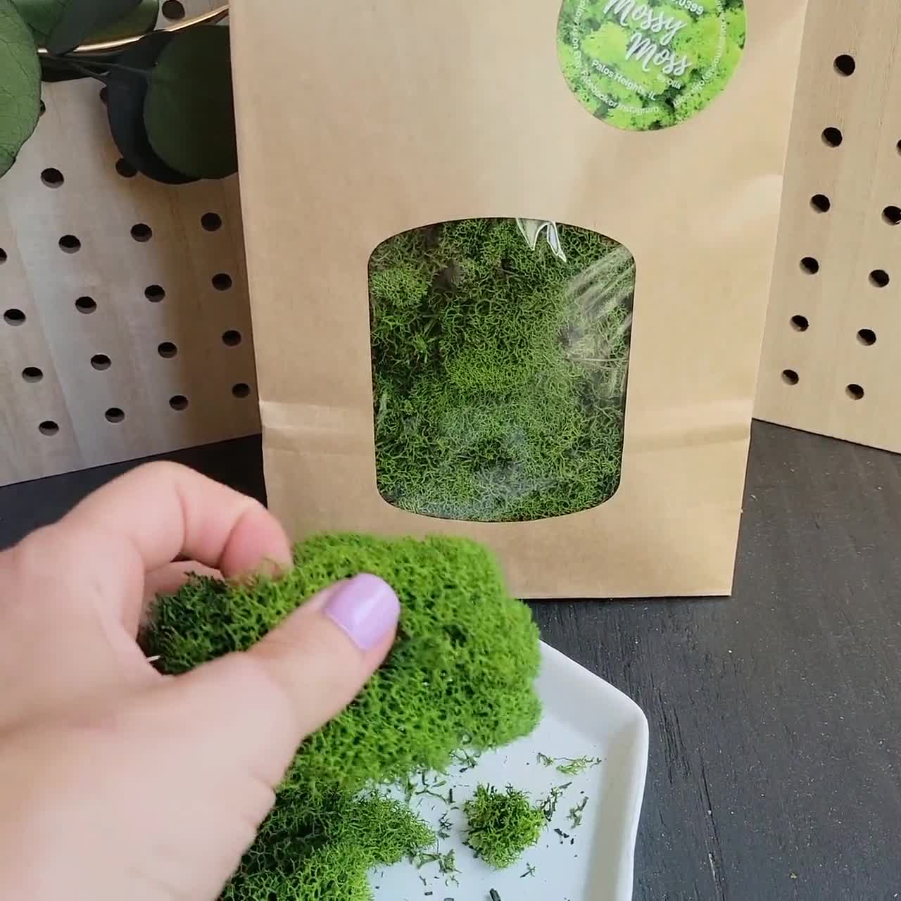 Preserved Lime Green Reindeer Moss – Mossy Moss by Olia