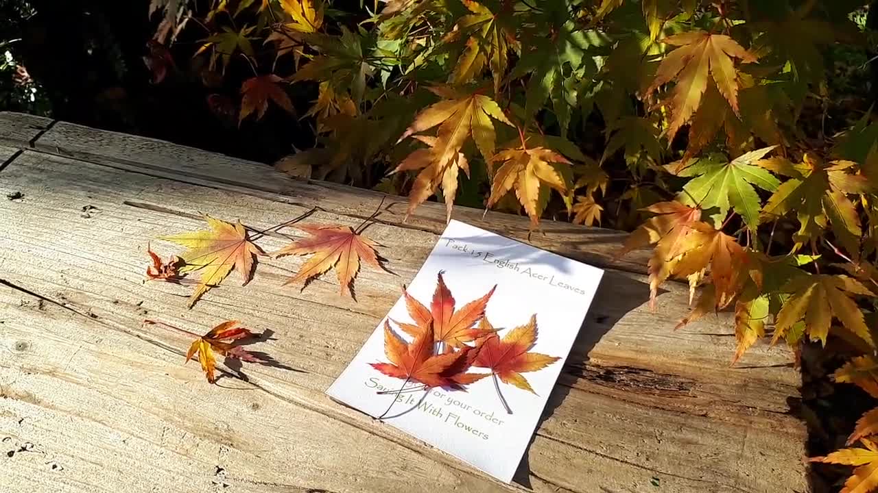 Autumn Leaves, Pack of 15 English Pressed Maple Leaves, Craft Supplies,  Candle Making, Card Making, Autumn Photography