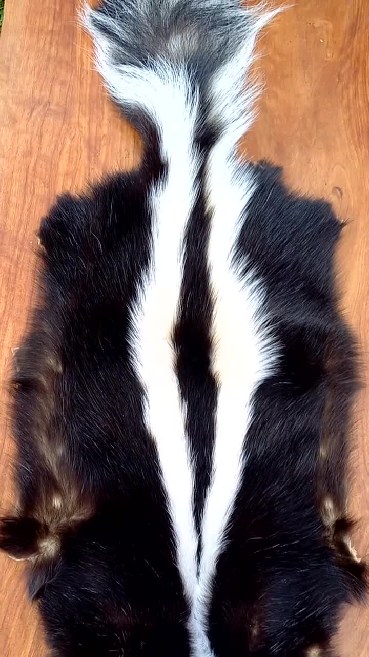 Striped Skunk Pelt