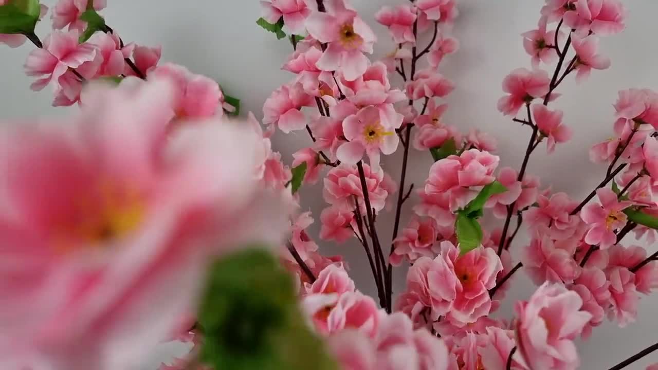 Blooming sakura (cherry trees) in unknown location in Japan