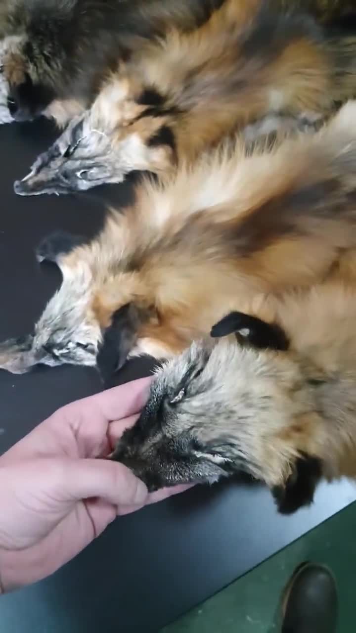 なのちゃん専用　フォックス　狐　原皮 足と爪が付いたクロスフォックスの毛皮、キツネの毛皮、キツネの毛皮