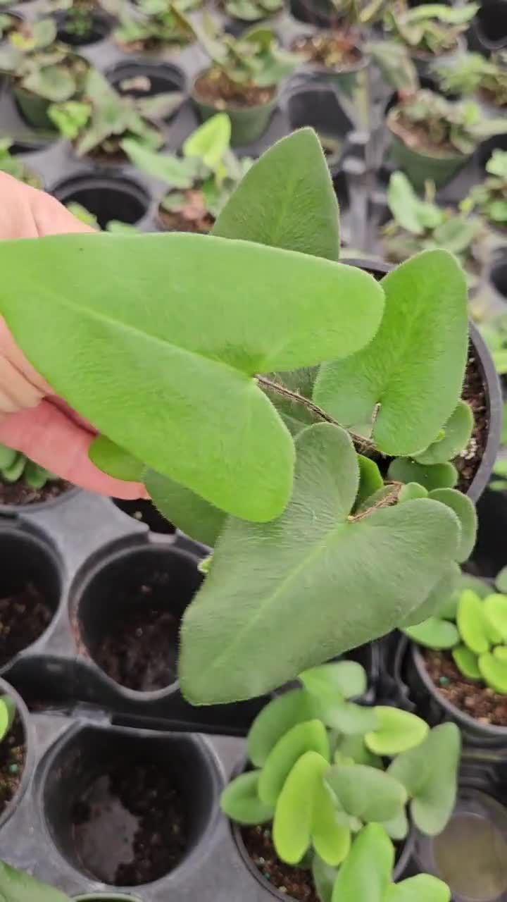 exotenherz - Mini plante – Hemionite Arifolia Fougère de cœur