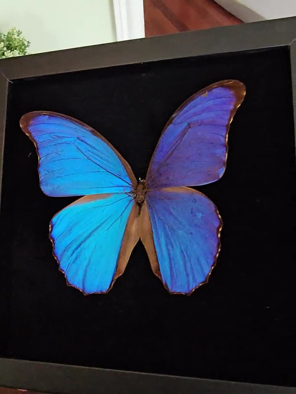 Elegant Real Morpho Didius XL Giant Blue Morpho Taxidermy Art With