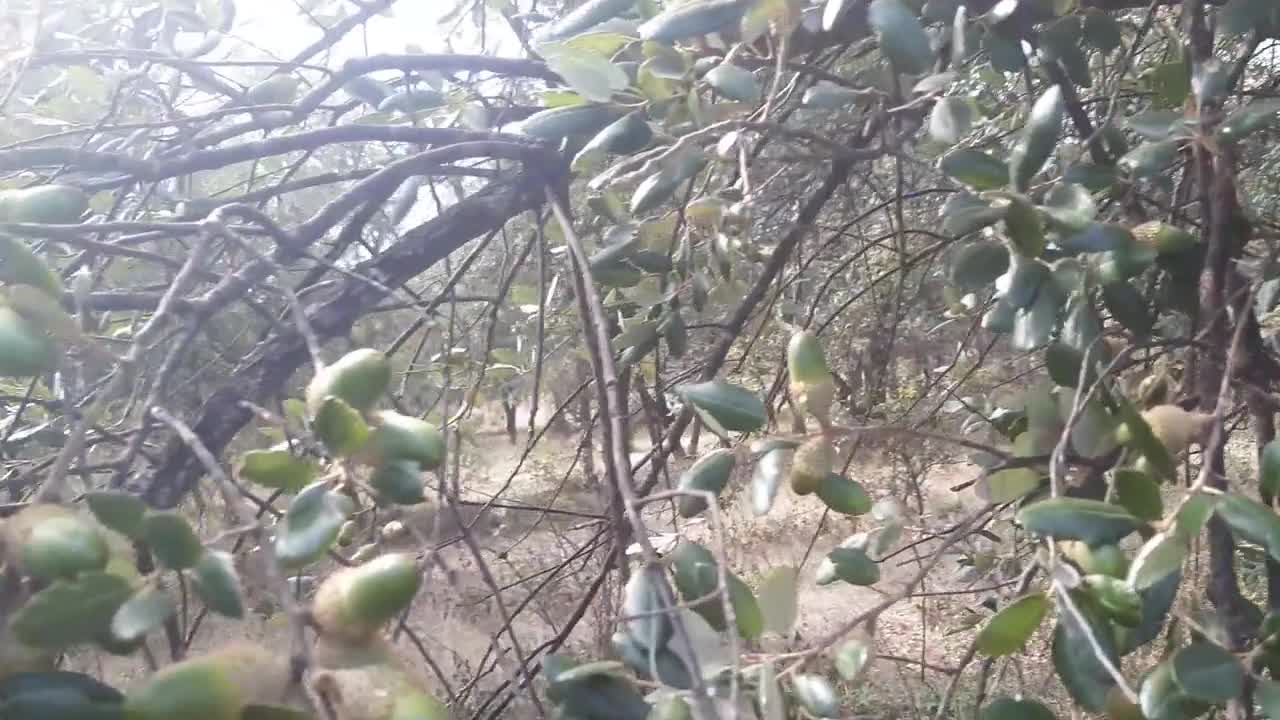 30 semi di quercia da sughero, Quercus suber. Chêne-liège