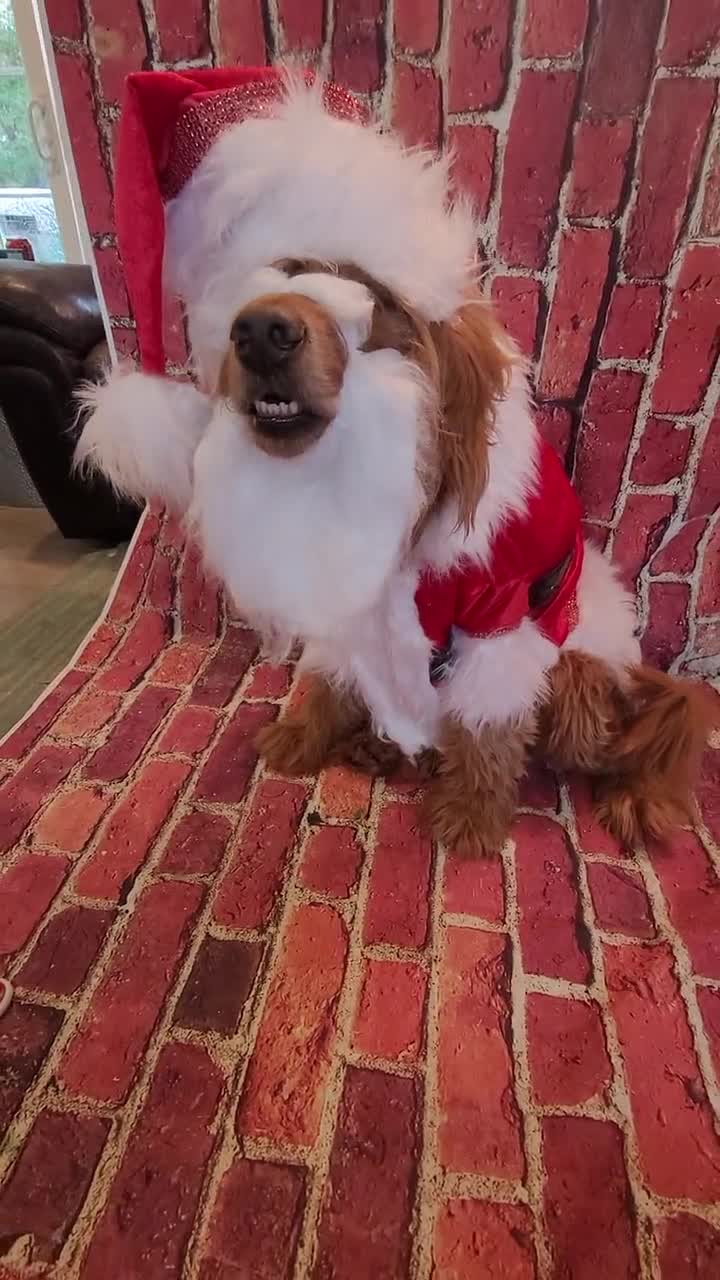 Dog santa 2024 hat and beard