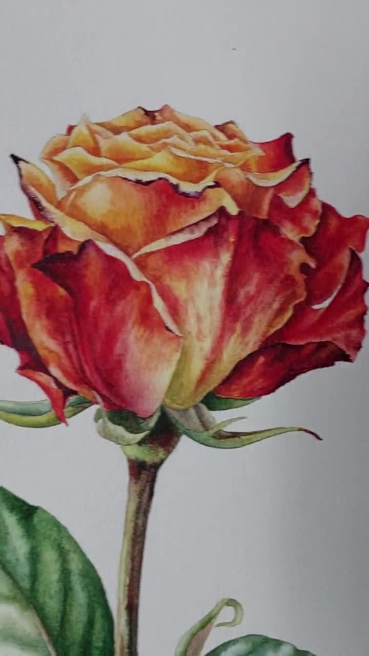 絵画 Red Rose 91qthLfAggL._AC_UF350,