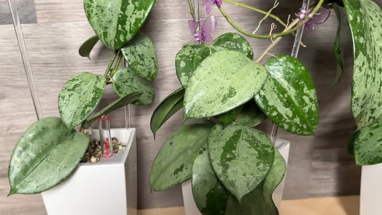 US Seller - Hoya Latifolia Snow Queen Splash Silver Unrooted