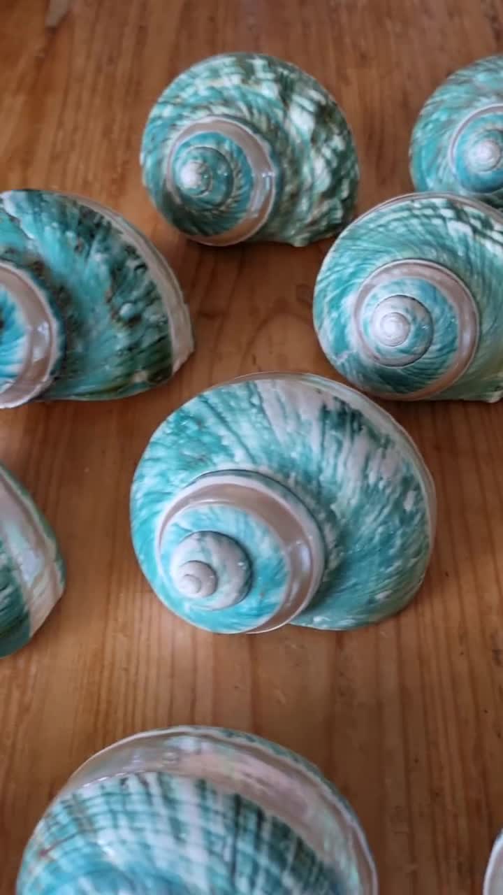 Big HERMIT Crab Sea Shell, Jade IMPERIAL TURBO Shell, Pearl Banded