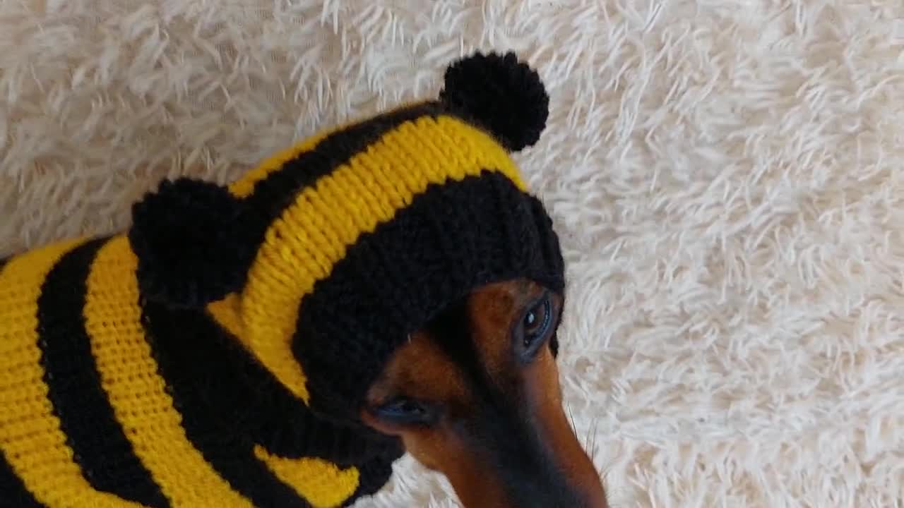 Bee Animal Dog Costume Sweater and Hat Original Pet Outfit Knitted