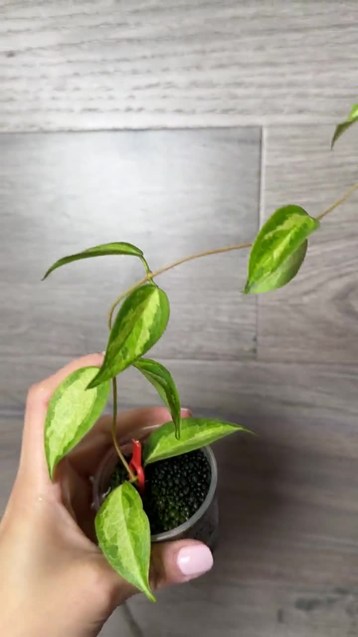 US Seller - Hoya Dennisii Frida Rooted- Pick Your Own - Etsy