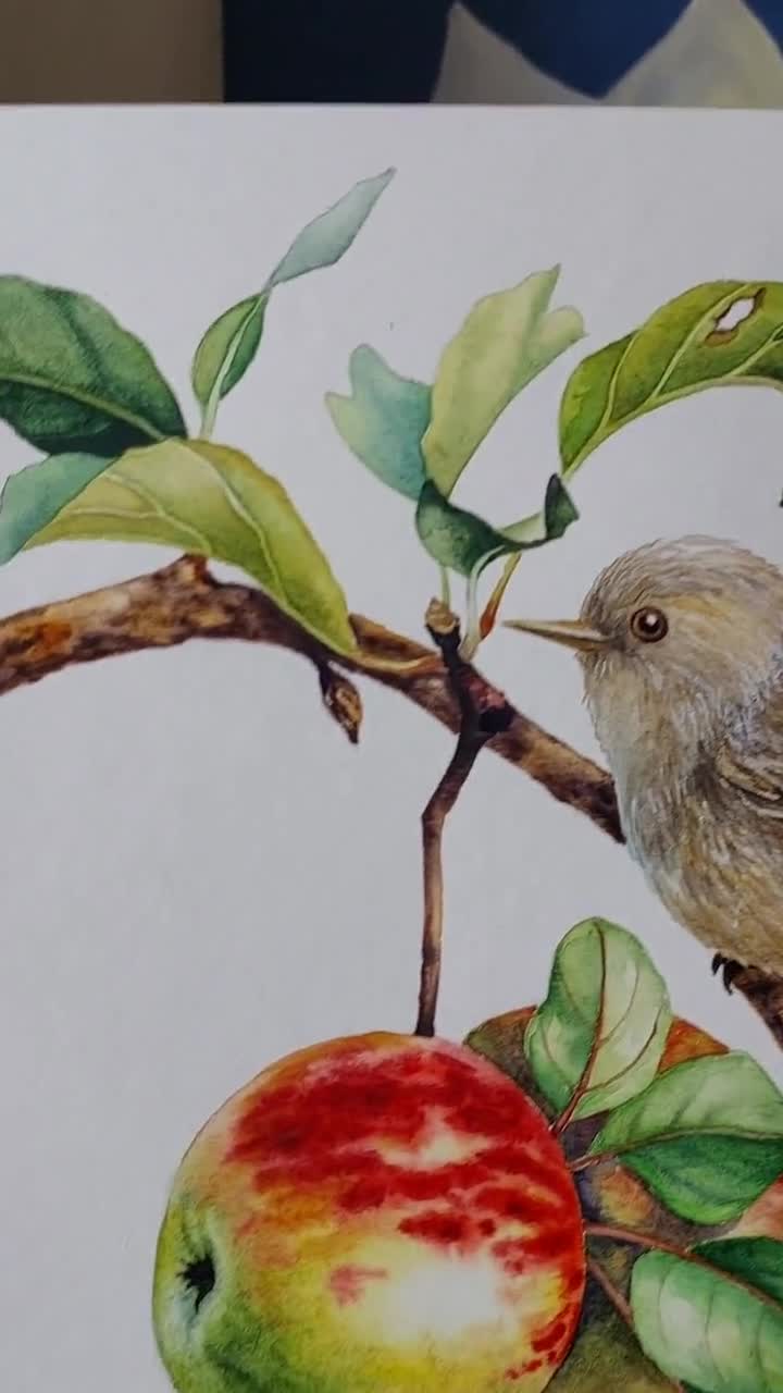 オリジナルアートワーク、水彩画の鳥の絵、リンゴの絵、枝に止まった鳥