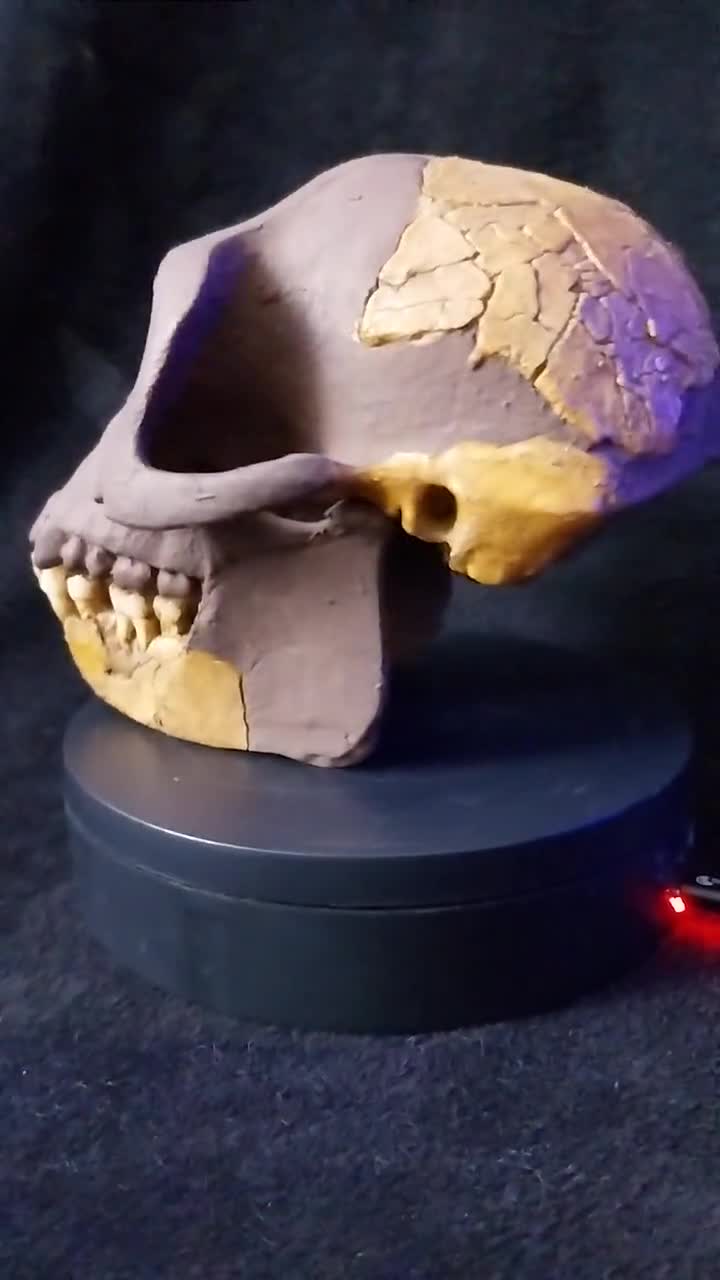 アルディピテクス・ラミドゥスの頭蓋骨レプリカ、ポリエステル樹脂製