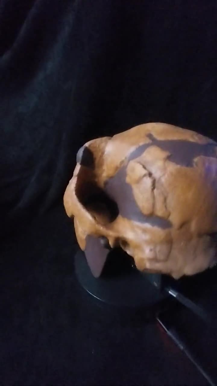 Crâne AUSTRALOPITHEQUE afarensis Al-444 réplique crâne + mandibule