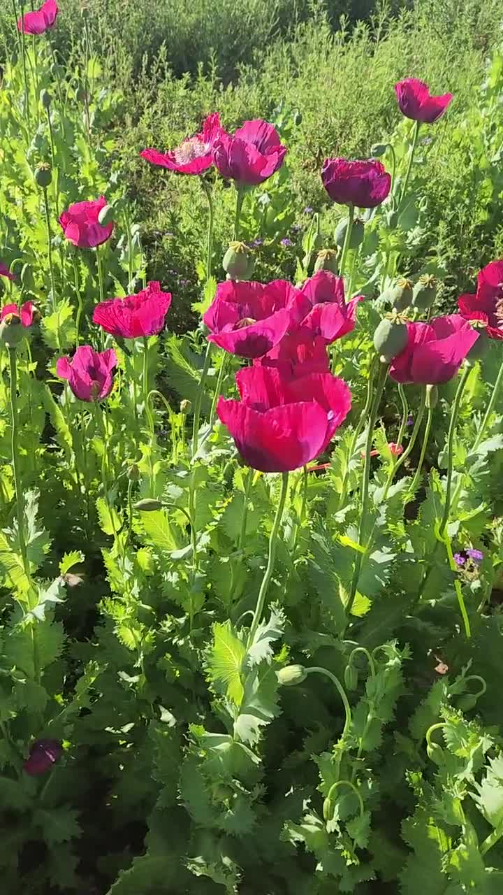 Asian OB/Izmir Pink Special Afghan Hybrid Papaver Somniferum Poppy Seeds 1500 pack USA SHIPPING video poster