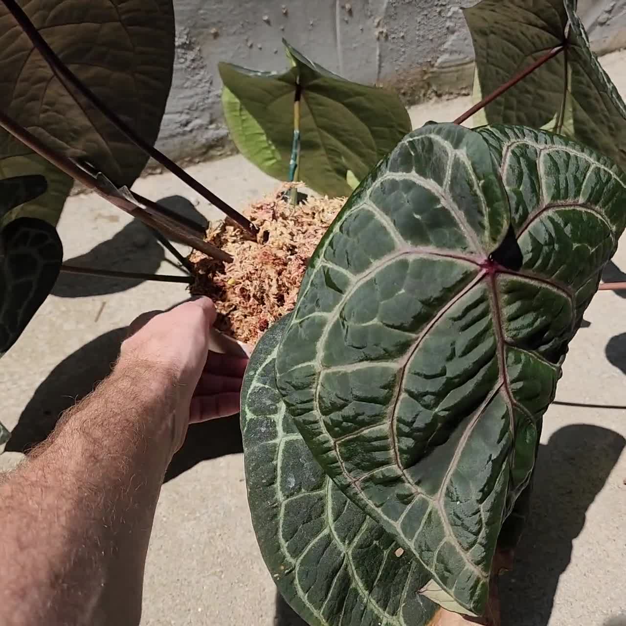 Anthurium Necromancer Dreamweaver X RLFS Carla 'amanda' Large