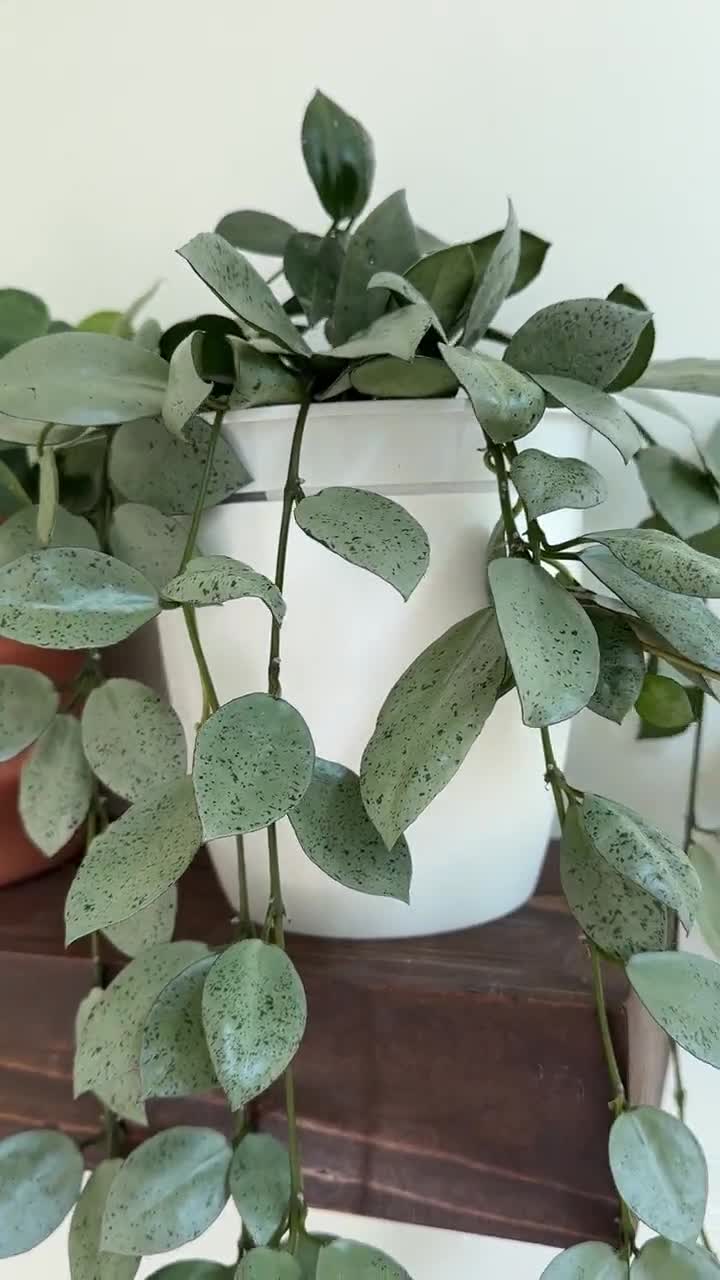 US Seller- Hoya Lacunosa Mint Coin UNROOTED ONE Node Cutting