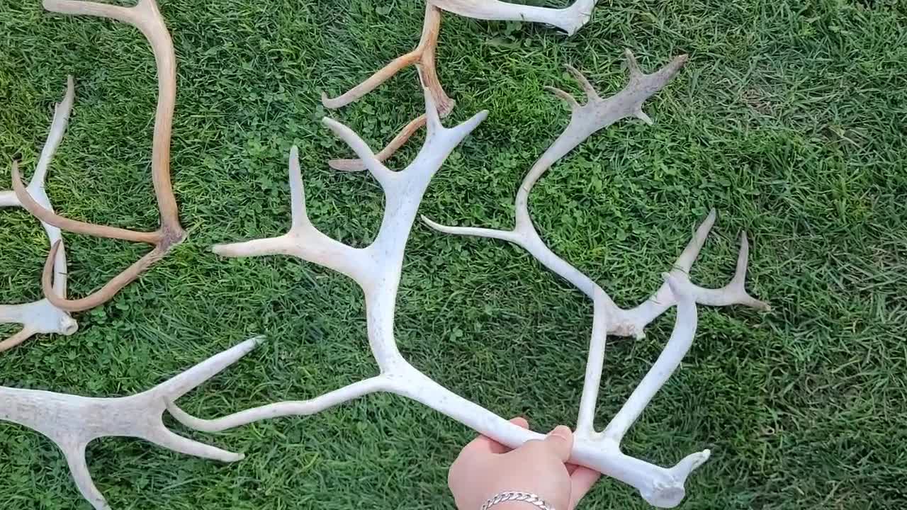 Real REINDEER antlers CARIBOU antlers reindeer shed hunting souvenir gift for huntsman souvenir from scandinavia gift for hunter
