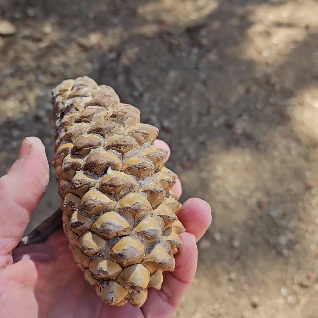 Whole Knobcone Pine Cones – Natural Crafting & Jewelry Supplies (4