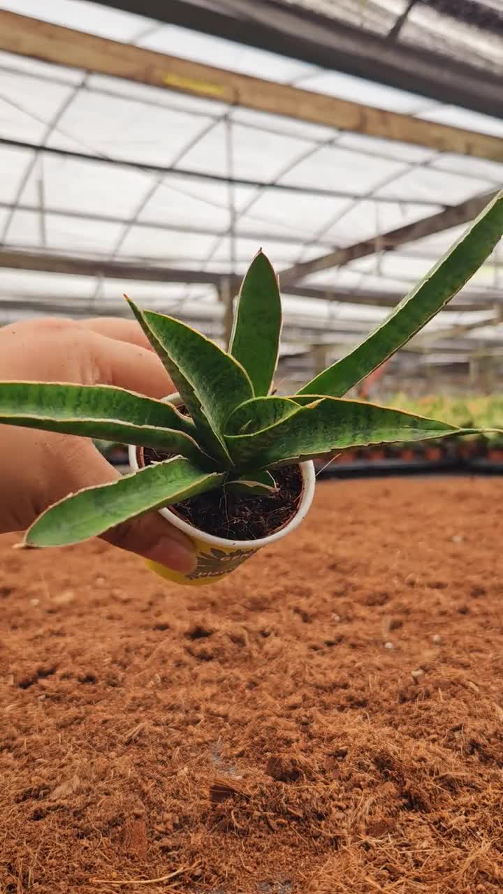 Sansevieria Marsha Anjani 2" Pot: Rare Upright Variegated Snake Plant   GenZ Baby Plant for Small Spaces