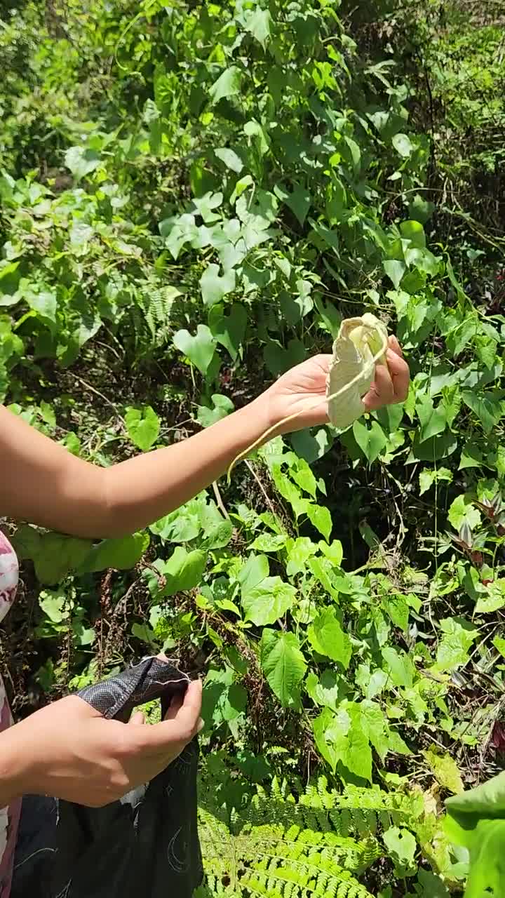 Duck Flower - Flor de Pato | Contribo herb| Palo Guaco (Aristolochia  Grandiflora)