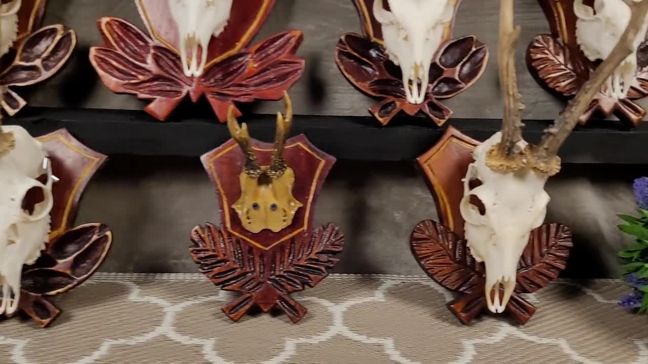 European Roe Deer Skull Mount on Carved Wooden Plaque With