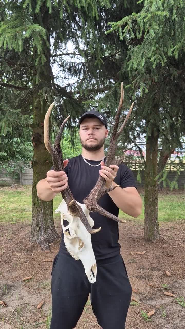 Red Deer Skull With Antlers – Cervus Elaphus Mount, Rustic