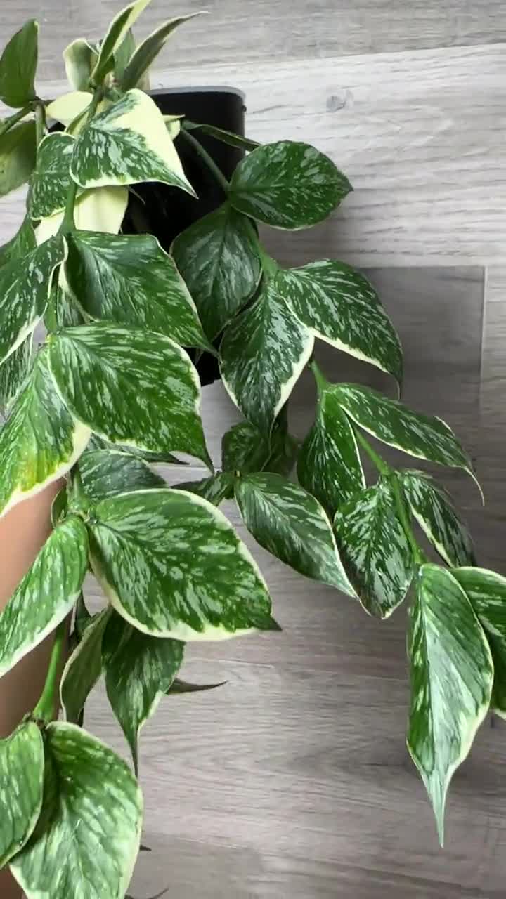 US Seller - Hoya Polyneura Splash 'jasminka' Variegated Unrooted