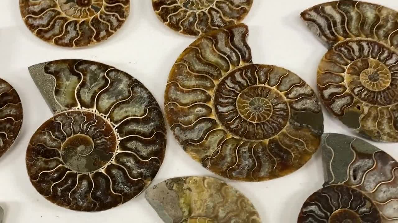 研磨されたアンモナイト化石の半分：天然クリスタルヒーリング装飾