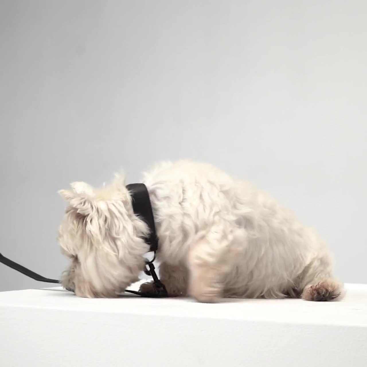Nine Twenty Eight™ Faux Leather Apple AirTag Small Dog Collar - Cult of Mac  Store