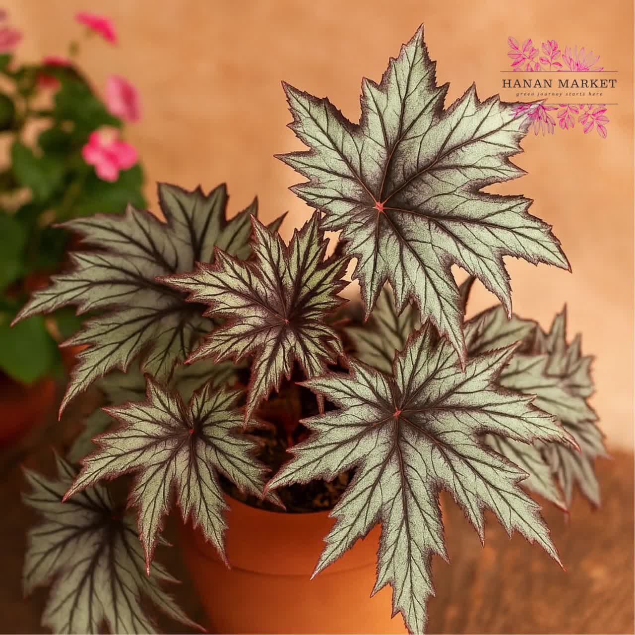 25_Connie_Boswell_Begonia_Seed
