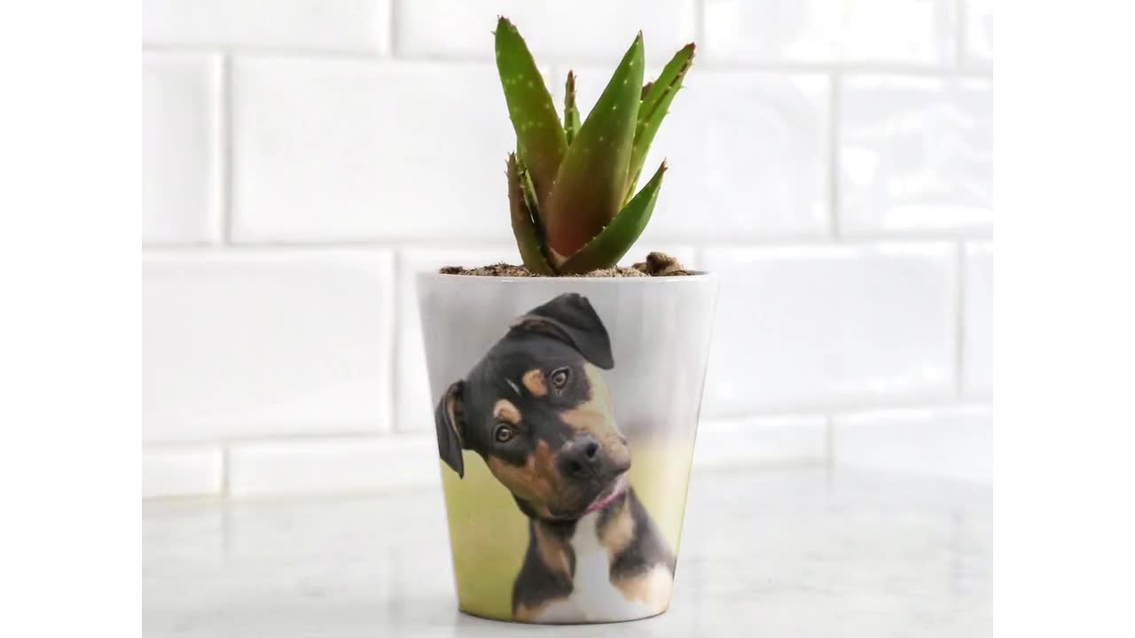 Personalised Pet Photo Plant Pot, Custom Pet Memory Pot, Novelty Pet Photo  Gift, Pet Lover Plant Pot, Dog Photo Pot, Cat Photo Pot