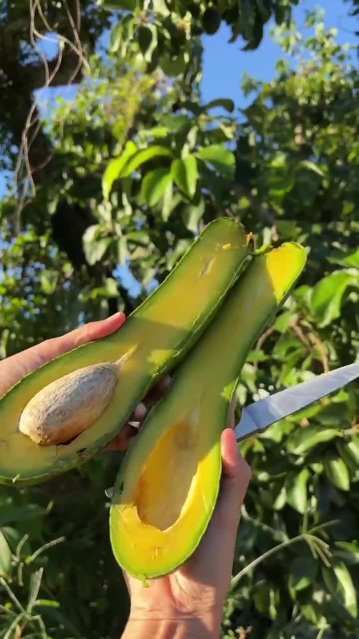 AUGUST avocado thong, persea