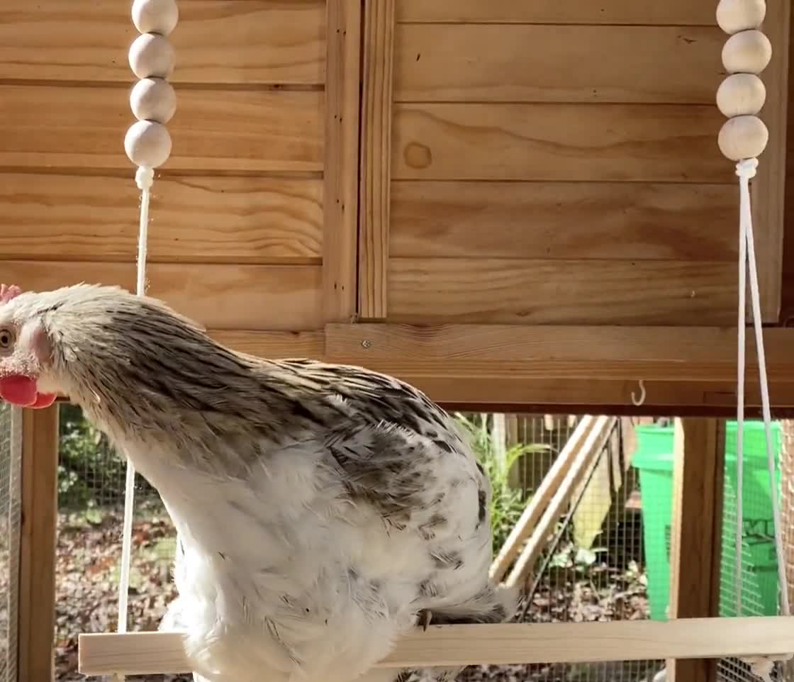 Jeux pour poules avec balançoire et échelle perchoir en bois