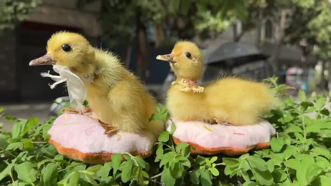 ベルギーアヒルヴィンテージ剥製 剥製アヒルの赤ちゃんアヒルの子1個、黄色のアヒルの子、本物の