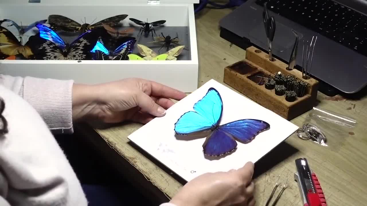 標本 Ceranchia apollina2 pair 112mm 122mm vera-chia-apollonia-moth-