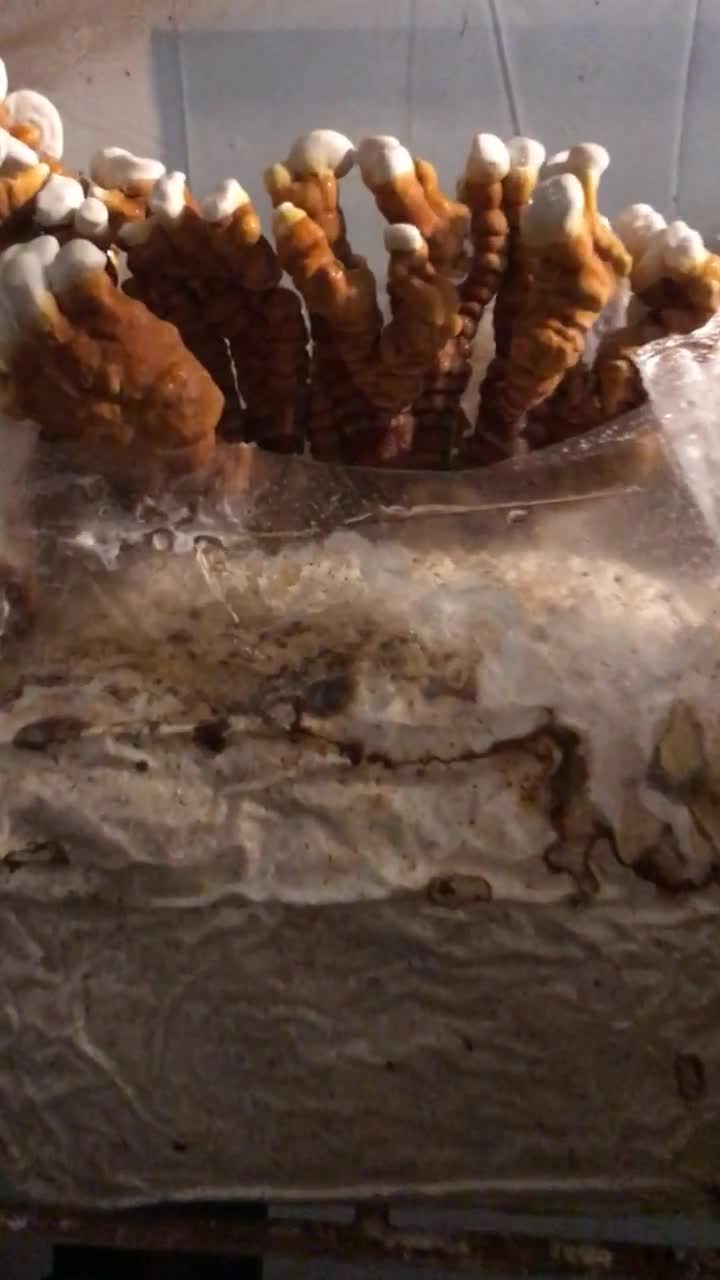 Cultiva tu propio hongo Reishi rojo en kit DIY: Ganoderma Lucidum video poster