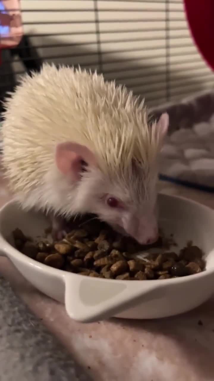 Hedgehog kibble on sale