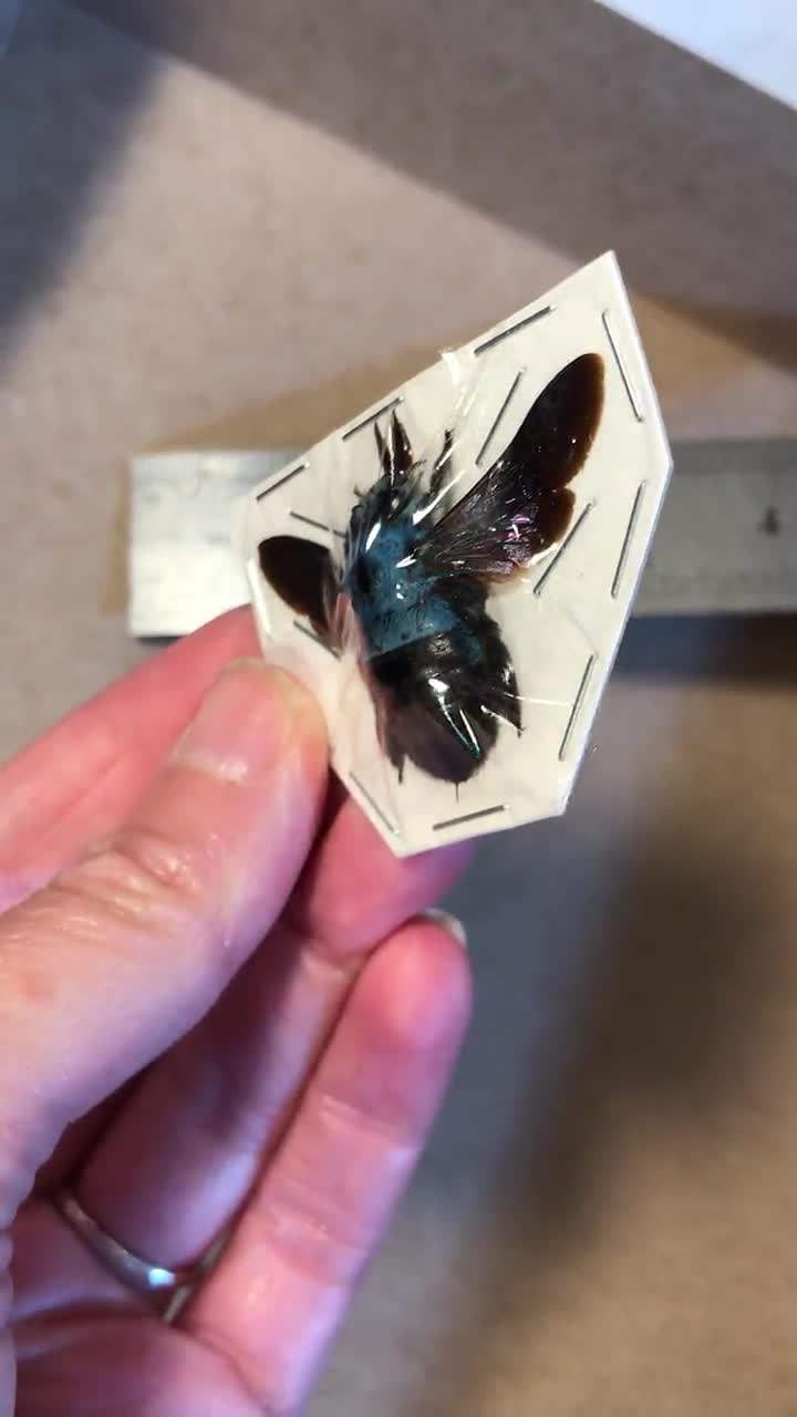 Blue Carpenter Bees, Xylocopa Caerulea From Java Real Dried