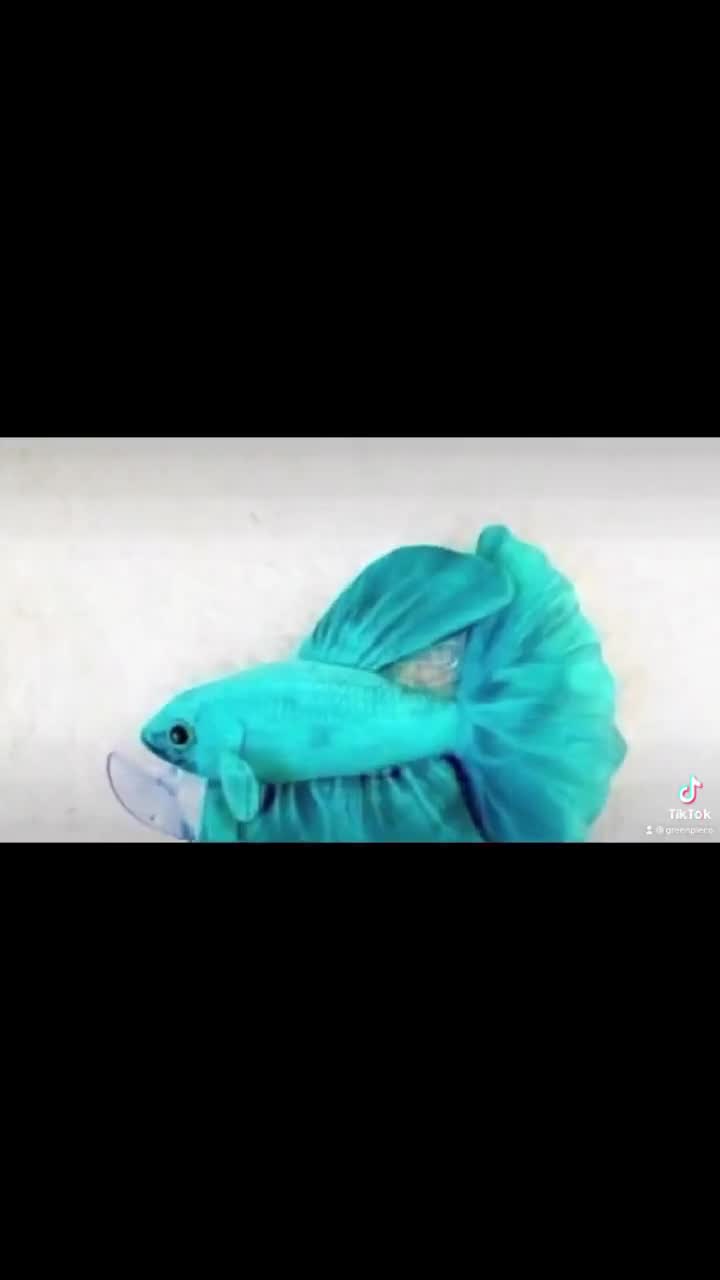 Aqua betta fish best sale