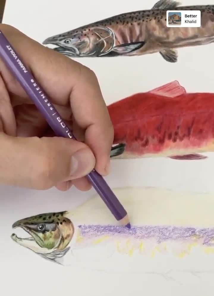 Salmon Print, Fly Fishing Art, Digital Download, Colored Pencil