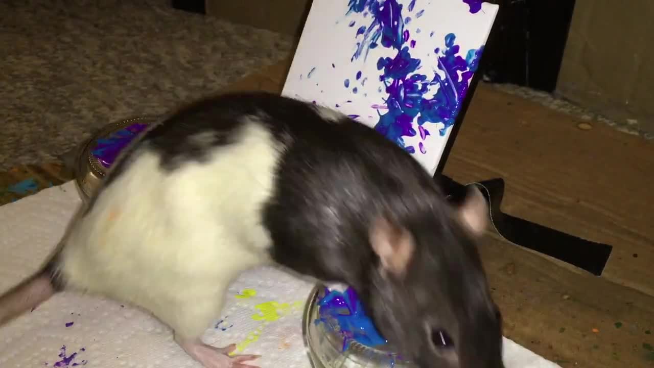 Dipinto di ratto 4"x4" video poster