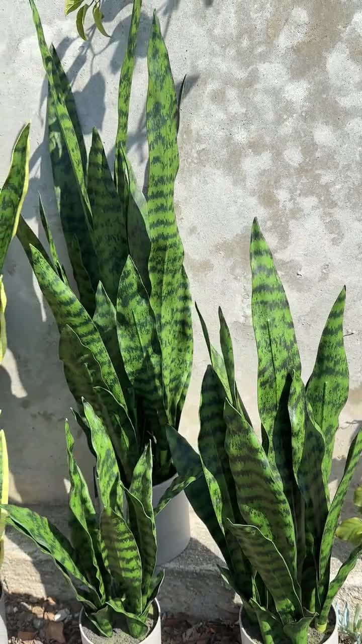 potting soil for succulents Soil main image 1